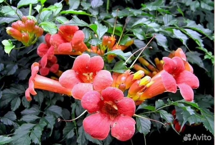 Стрелиция семена (не растения)