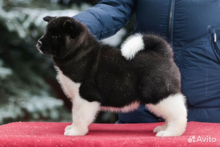 Шикарные девочки Американской акиты из питомника