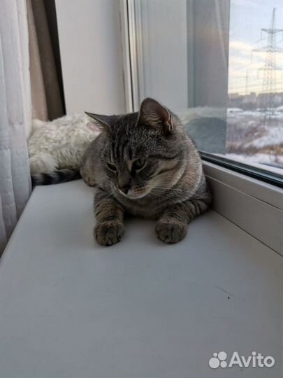 Котоняня передержка животных