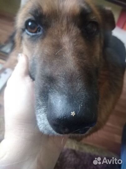 Щенки немецкой овчарки. Девочка