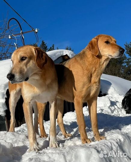 Щенки русской гончей