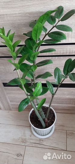 Замиокулькас