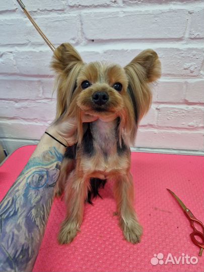 Груминг, стрижка собак