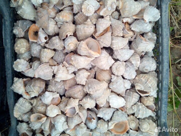 Рапан ракушка