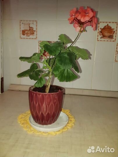 Замиокулькас