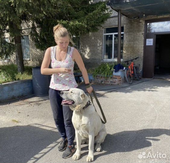 Кинолог-зоопсихолог, передержка Гатчина/ло/спб