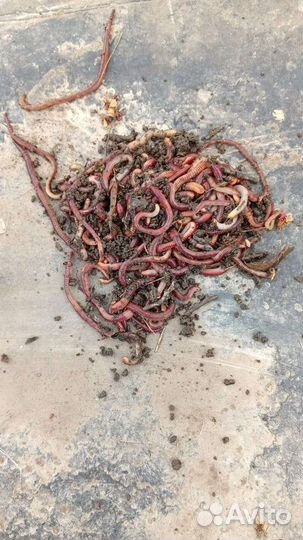 Черви для рыбалки