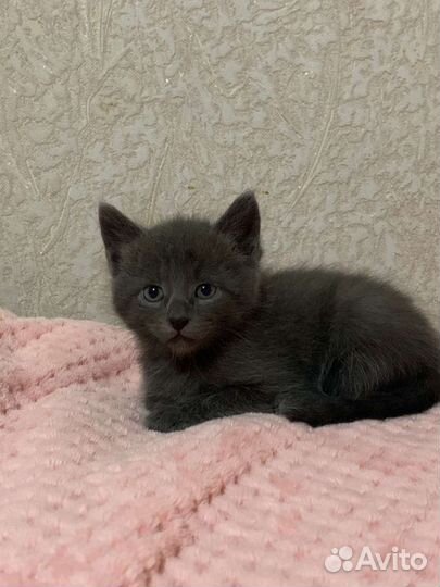 Котята в добрые руки бесплатно