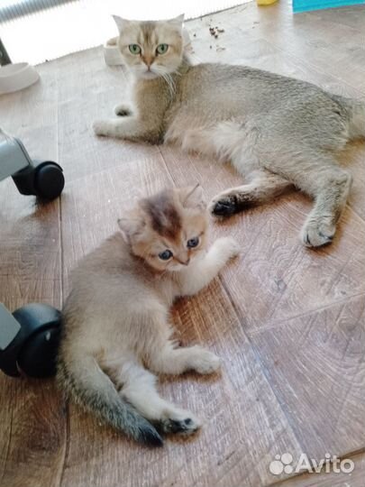 Шотландские котята золотая шиншилла