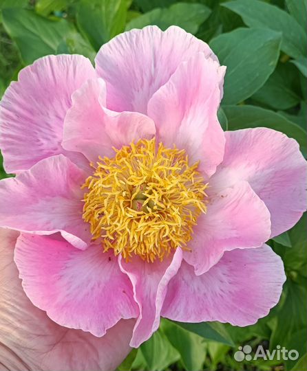 Пион Sugar n’ Spice