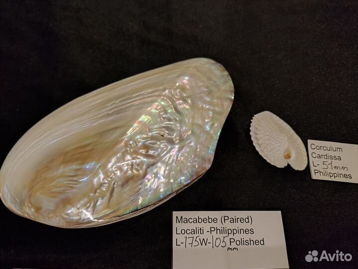 Морская раковина