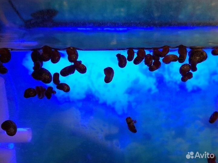 Улитки катушки аквариумные