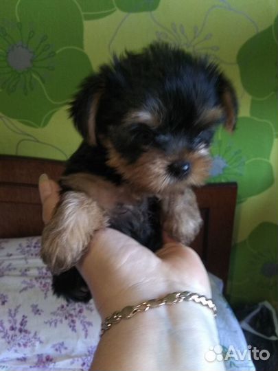 Детки йорки