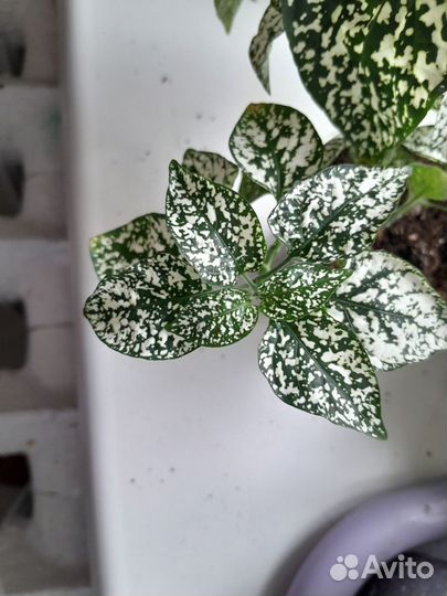 Комнатные цветы