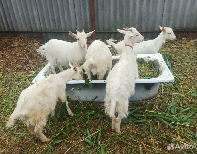 Козлята от высокоудойных коз