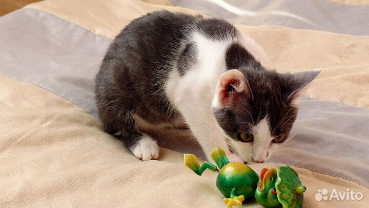 Котята ищут дом