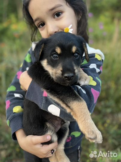 Щенок мальчик