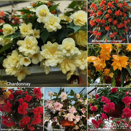 Ампельная бегония и бегония элатиор