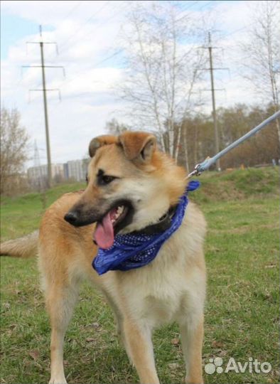 Ласковая девочка Винки