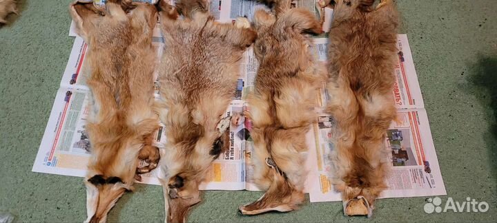 Шкурки лисы и куницы