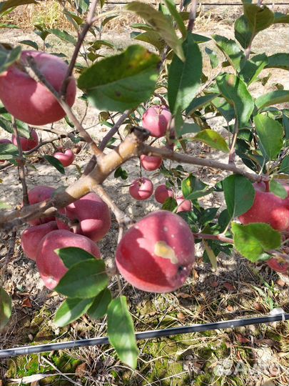 Яблоки оптом