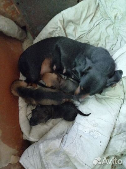 Щенки таксы не чистокровные