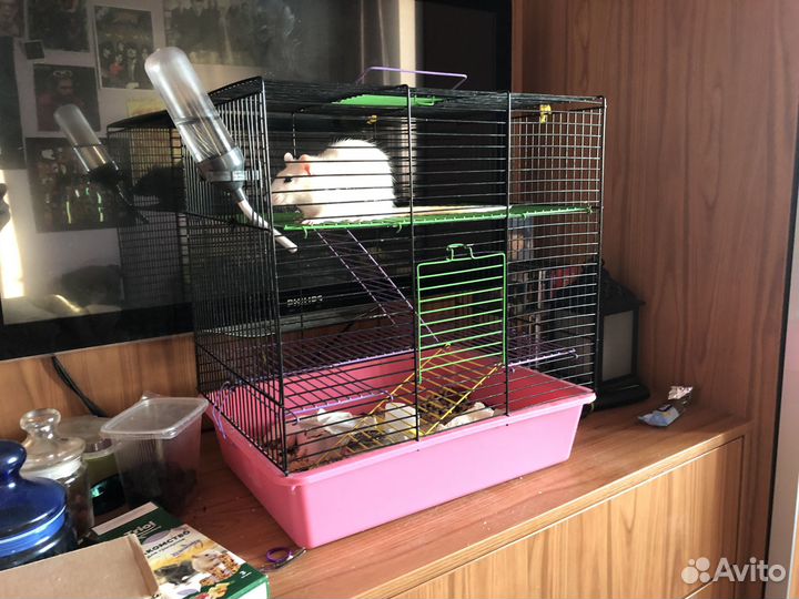 Отдаю крысу с клеткой