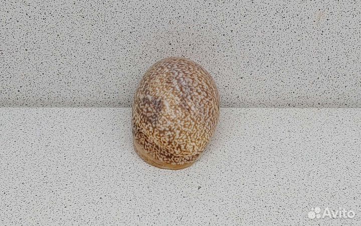 Морская ракушка раковина Булла Ампулла 5,20