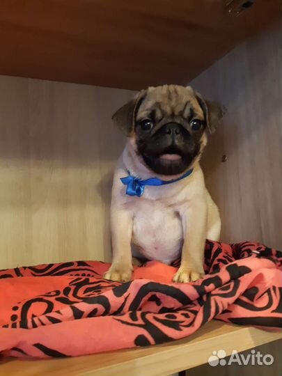 Мопса щенки с документами РКФ (с Новосибирска)