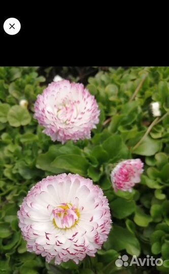 Садовые цветы