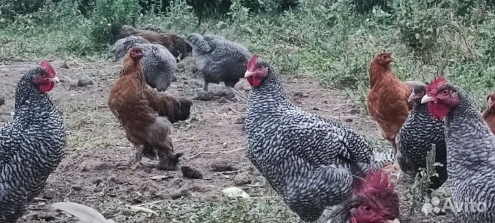 Молодые петушки + молодки