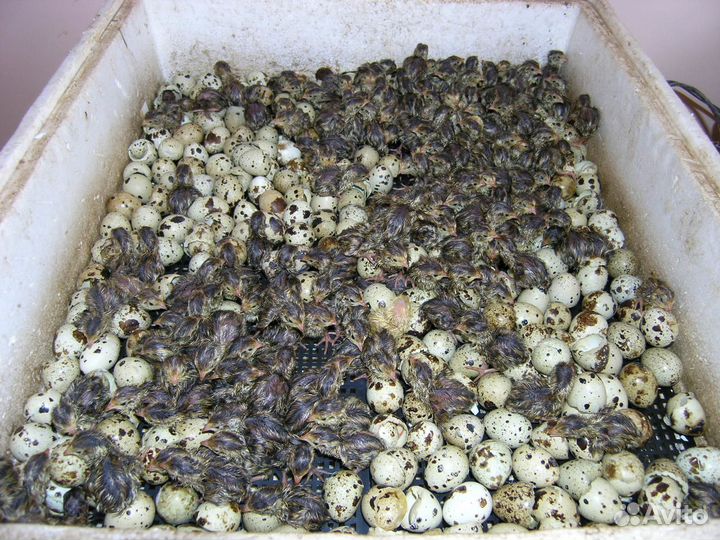 Инкубационное яйцо перепелов