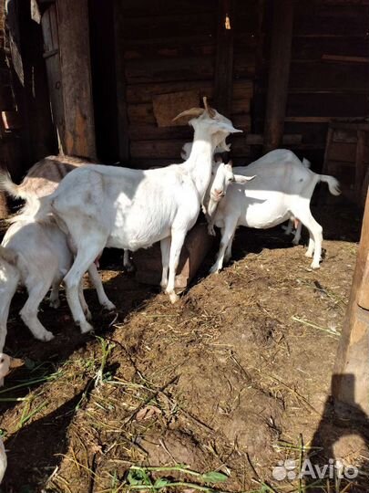 Высокоудойные козы