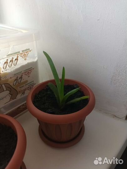 Хлорофитум