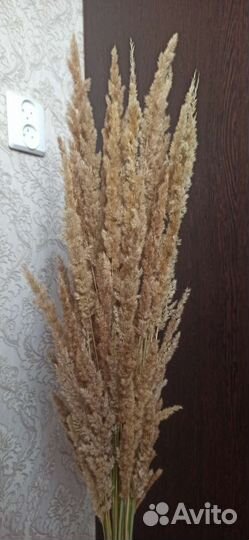 Сухоцветы букет