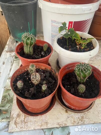 Комнатные цветы