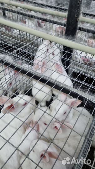 Оптом Мясо Кролика