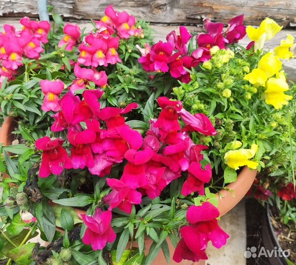 Петунии цинеррария бархатцы львины зев черри перец