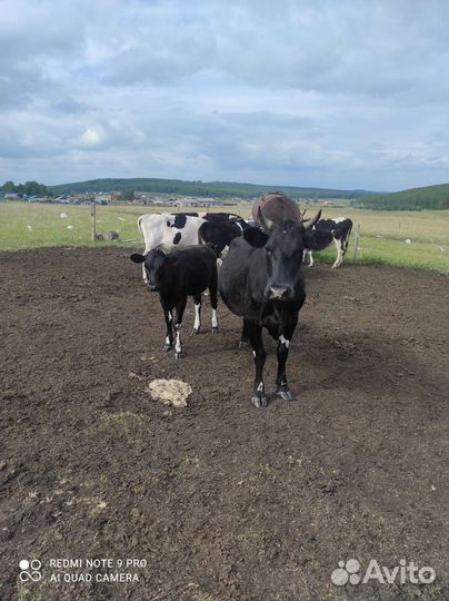 Корова телята и бычки