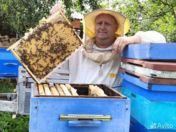Пчелиные семьи