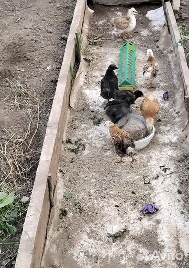 Цыплята от домашних курочек