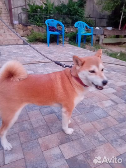 Собака в добрые руки отдам бесплатно