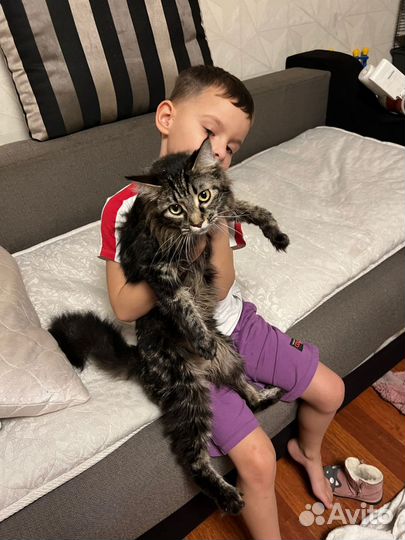Котята мейкун