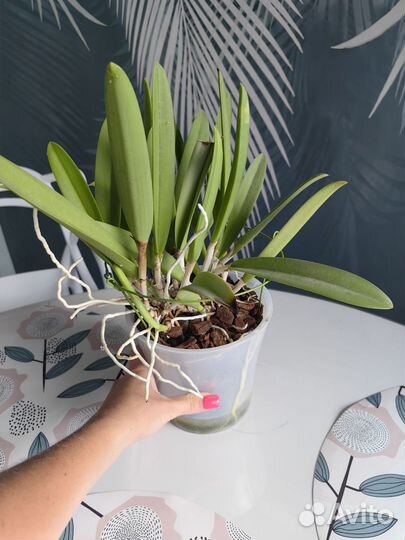 Орхидея каттлея