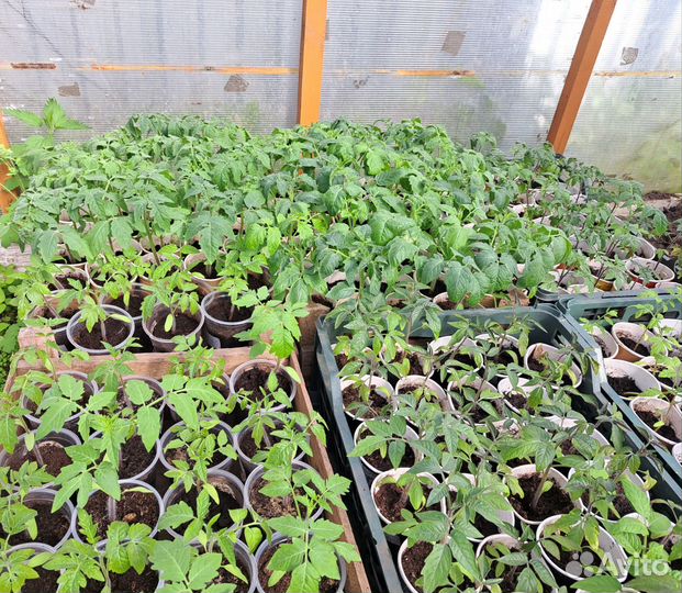 Рассада томатов и перцев