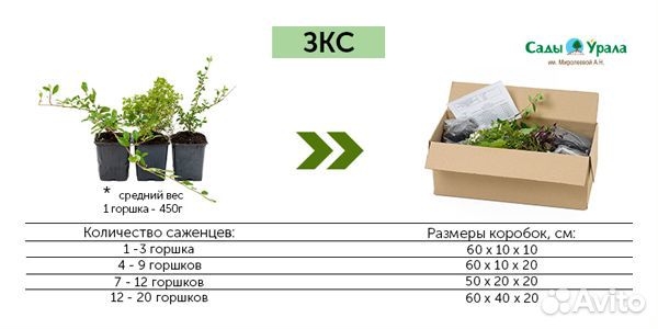 Роза Пинк Флойд чайно-гибридная, саженцы зкс