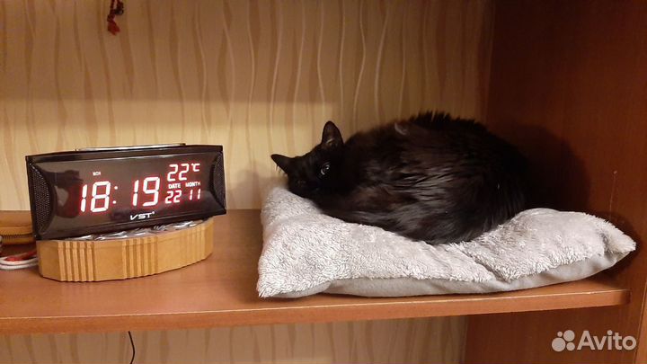 Передержка домашних питомцев