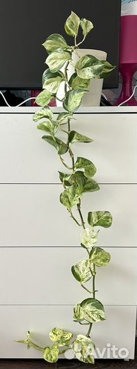 Эпипремнум хеппи лиф