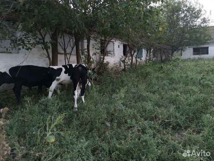 Телята бычки