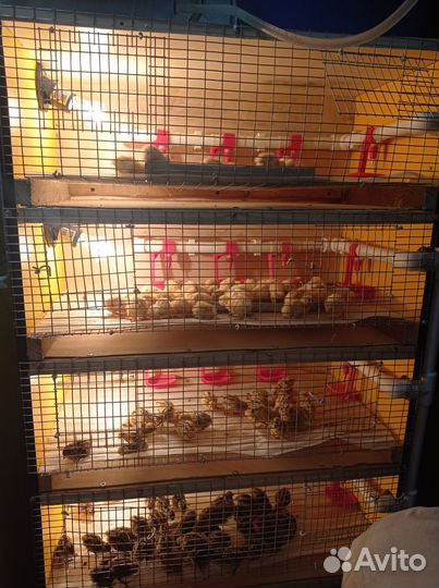 Продам перепелят